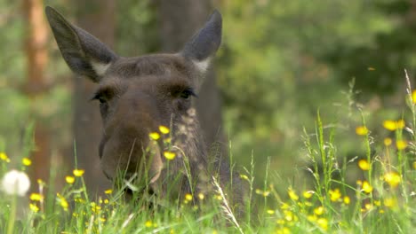 Extreme-close-up-of-cow-moose-laying-on-a-grass-field-in-Finland