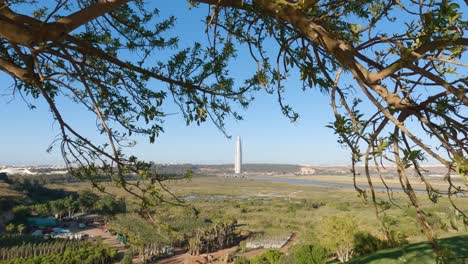 tree branch frames rabat's skyline and the towering mohammed vi tower