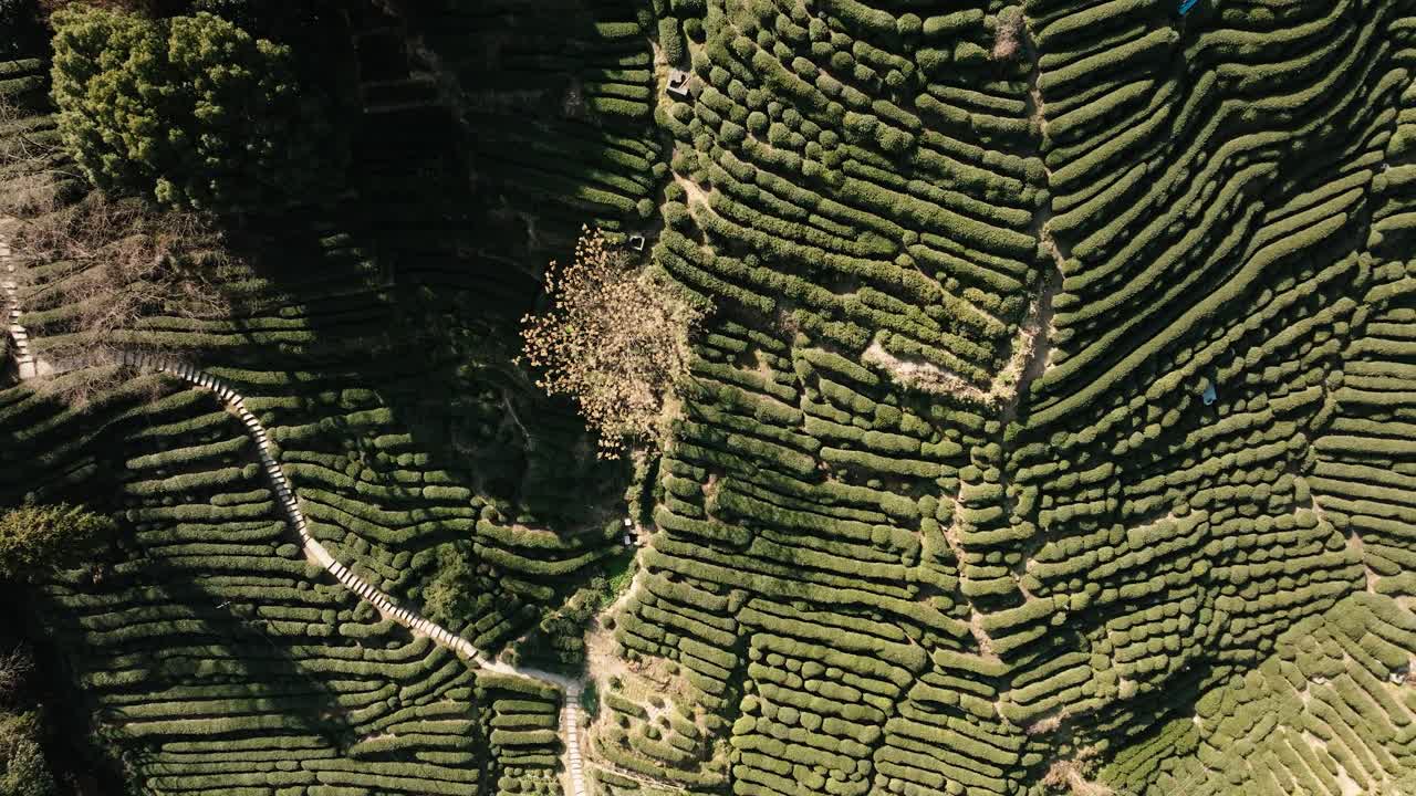 Drone aerial top view of Longjing tea terraces and pathways in Hangzhou, Zhejiang, China
