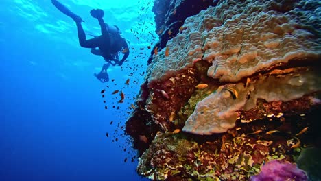 Group-of-divers-swimming-past-coral-reef-rock