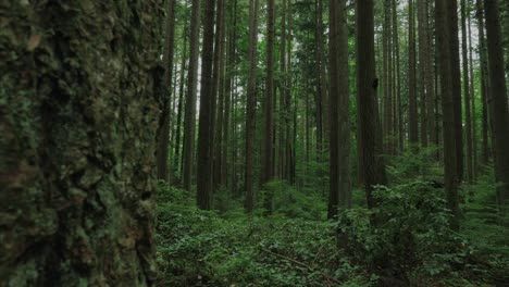 Vancouver-Britisch-Kolumbien-Wald