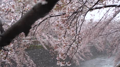 flores blancas brillantes de sakura ondeando en el viento con copos de nieve cayendo - tiro estático