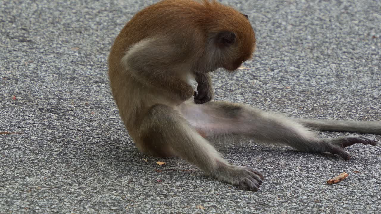 un mono sentado en el suelo