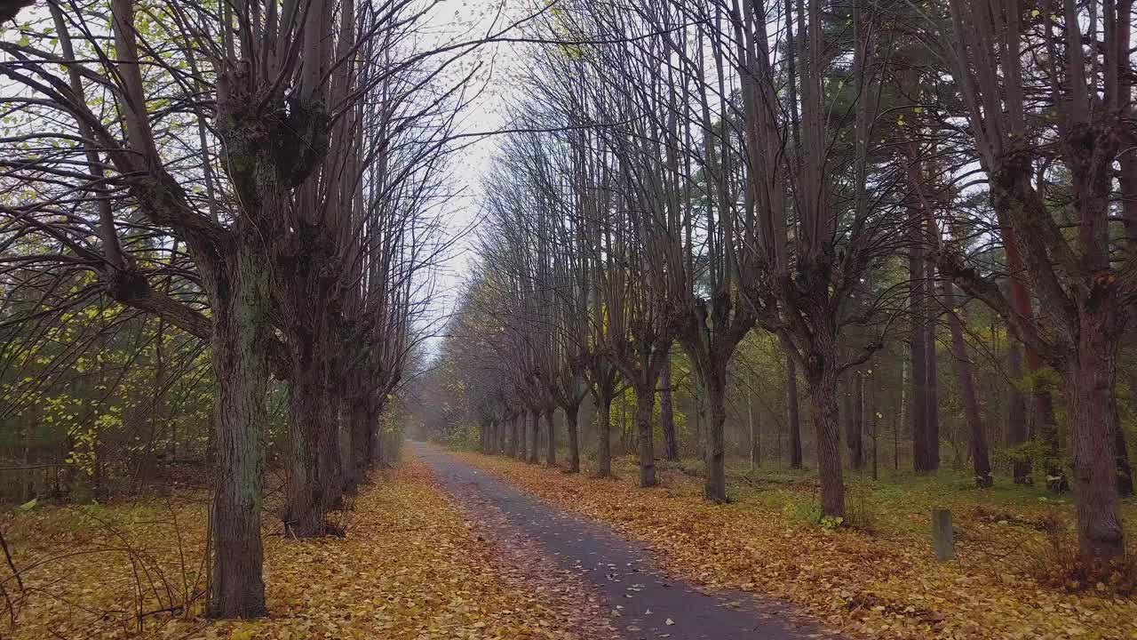 Establishing view of the autumn linden tree alley, leafless trees, empty pathway, yellow leaves of a linden tree on the ground, idyllic nature scene of leaf fall, wide drone shot moving forward slow