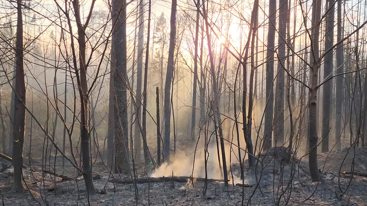 bosque carbonizado por un incendio forestal con troncos de humo en el suelo