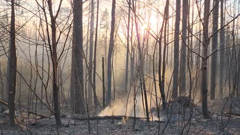 Charred-forest-by-wildfire-with-smoking-logs-on-ground