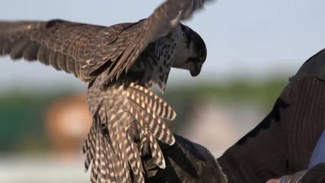 falco che viene nutrito dal suo conduttore durante l'addestramento all'aperto, la falconeria, la falconeria