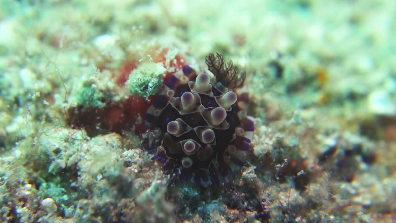 denddrodoris denisoni nudibranquio se retrae y extiende suaves branquias plumosas