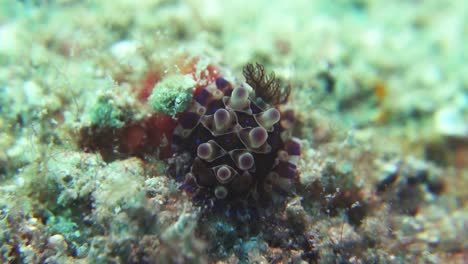 Dendrodoris-Denisoni-Nacktschnecke-Zieht-Weiche-Gefiederte-Kiemen-Ein-Und-Aus