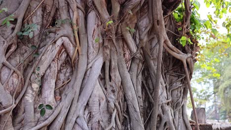 ancient buddha head encased in banyan tree roots