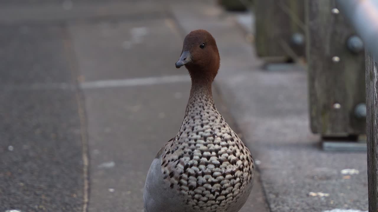 A male Australian Wood Duck (Chenonetta jubata) spotted in the urban park, close up shot