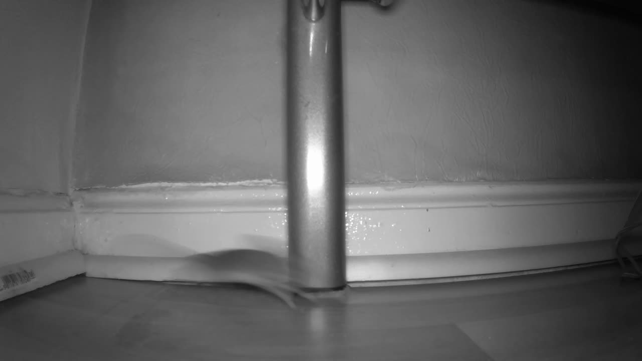 一隻老鼠從攝影機的左角跑到右邊