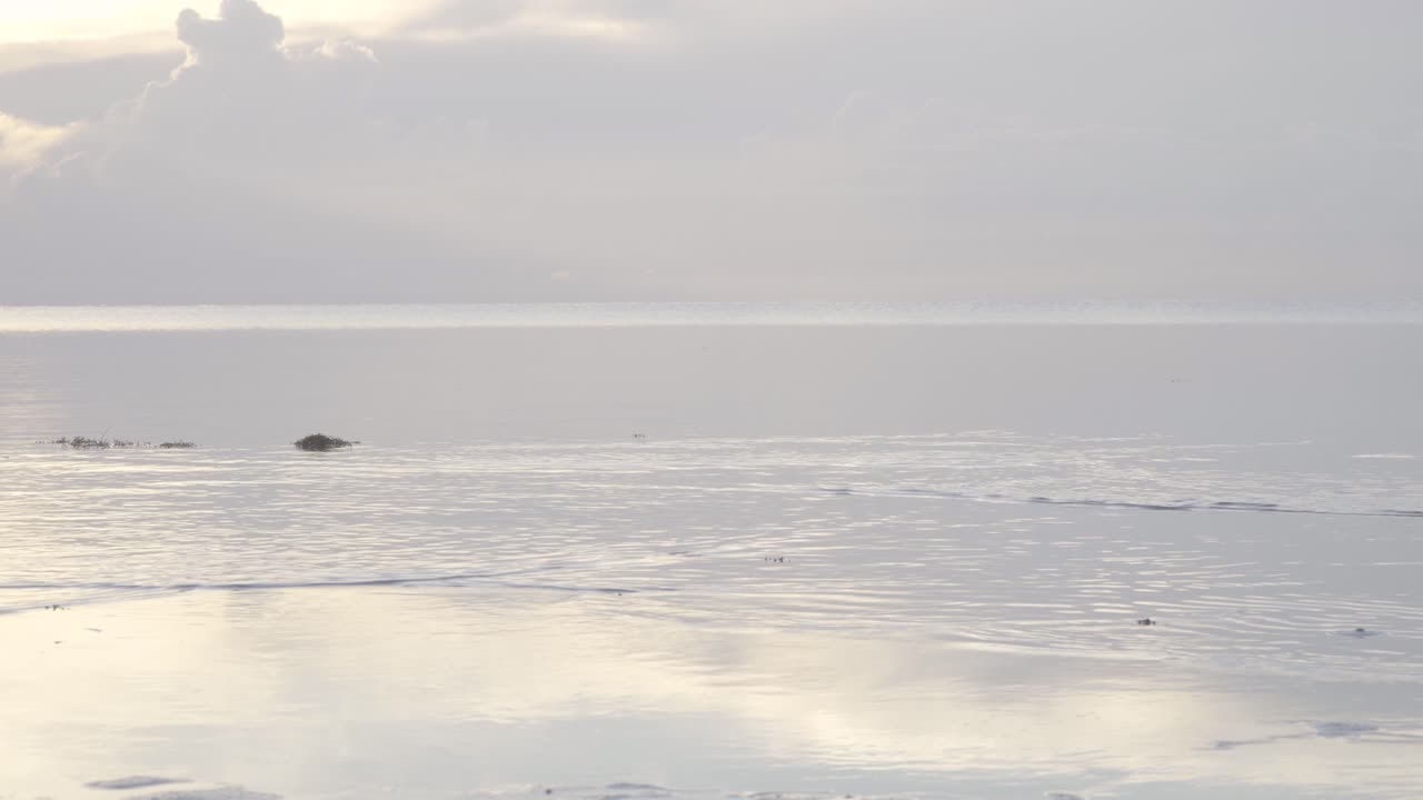 멀리 날아가는 썰물 바다 해안의 갈매기