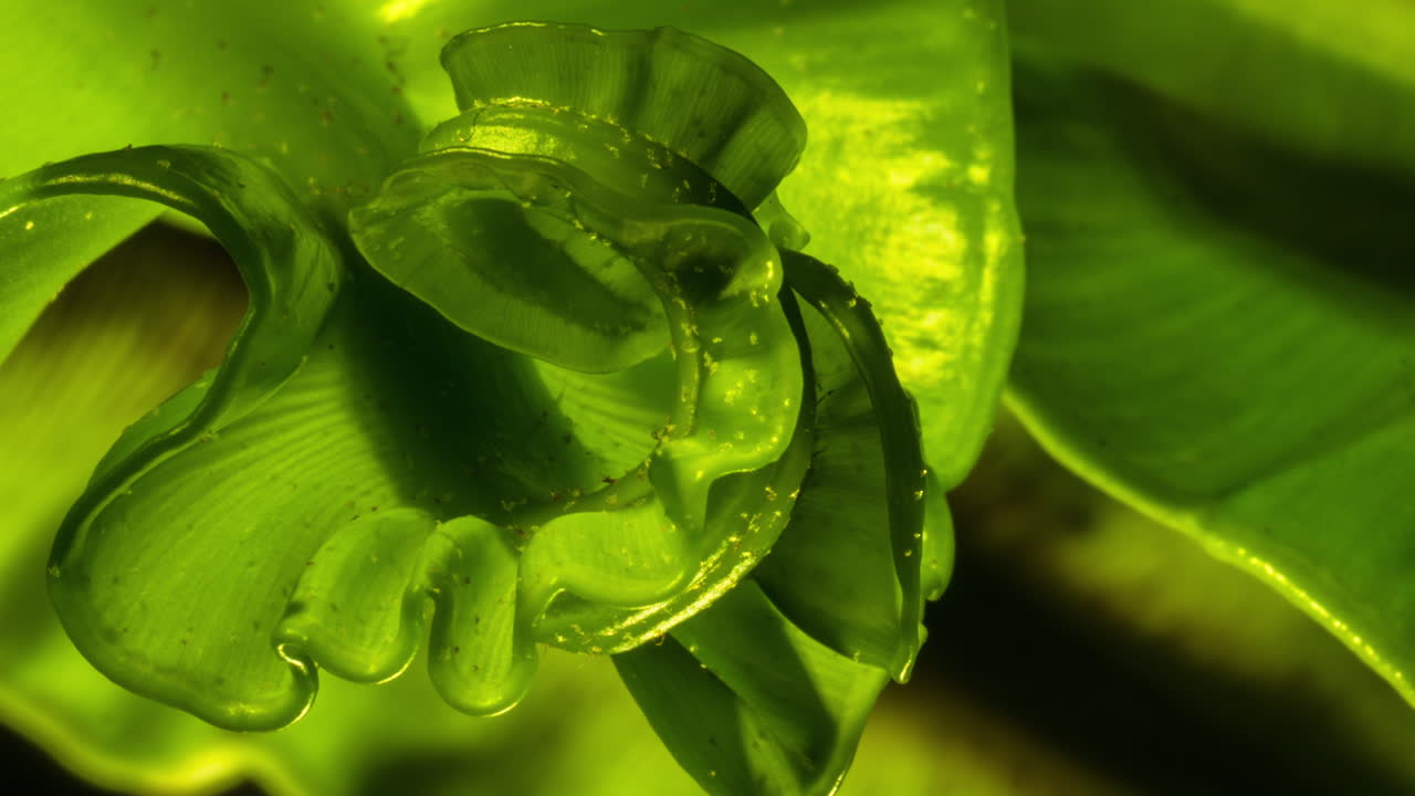 asplenium nidus - 코브라 새 둥지 고사리 잎이 펼쳐져 매크로를 닫고 4k를 따릅니다.