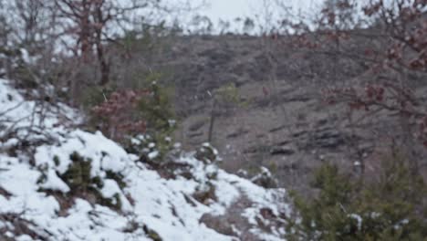 Cámara-Lenta-Durante-Una-Nevada-En-Un-Bosque,-Portátil