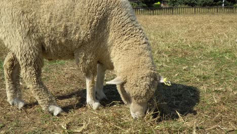 White-Sheep-Grazing-In-Field-At-Daytime-In-Anseong-Farmland,-Gyeonggi-do,-South-Korea