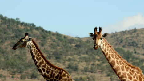 profile view of necks of cape giraffe pair as one slowly turns inquisitively
