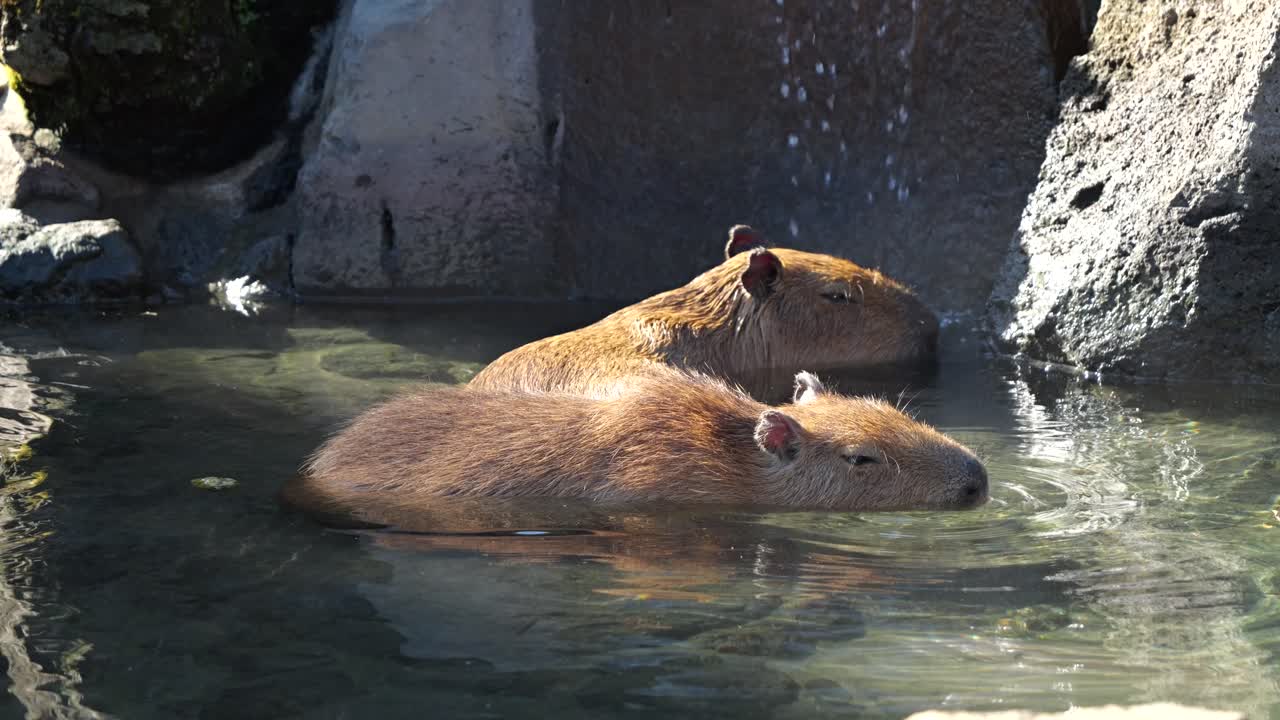 lindos y divertidos roedores capibara tomando un baño de aguas termales