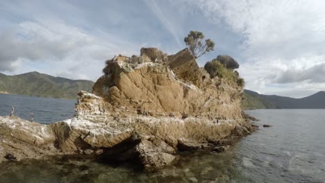 a colony of spotted shags sitting on a rock