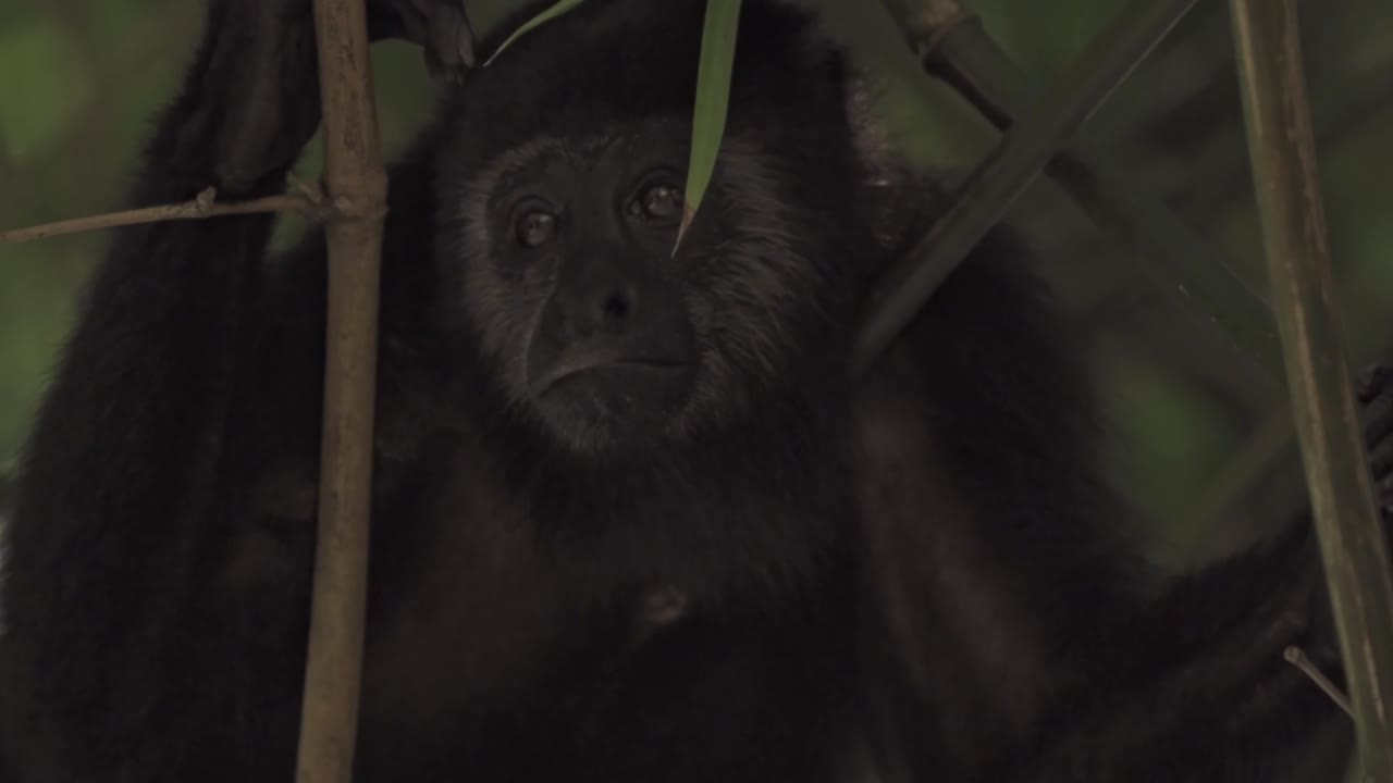 Adult Mexican Black Howler Monkey (Alouatta pigra) deep in the rainforest canopy near Palenque, Chiapas