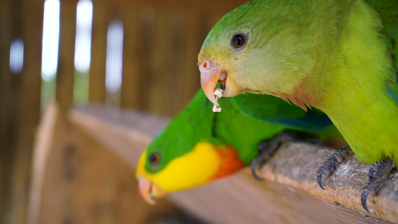 Person Hand Feeding Pair Of Superb Parrot Birds From A Wooden Cage At Wildlife Park In Spain