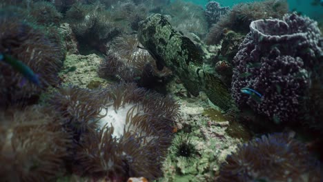 large grouper on a vibrant coral reef with anemones and divers