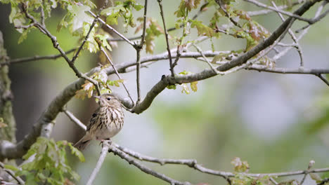 El-Tordo-Cantor-Está-Cantando-Maravillosamente-En-Una-Rama-En-El-Bosque