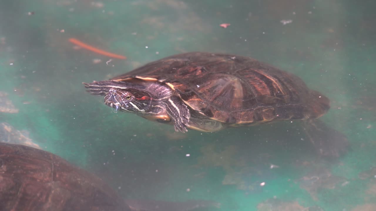 붉은귀 슬라이더 또는 붉은귀 테라핀, 낮에 흐린 물에 떠 있는 trachemys scripta elegans, 핸드헬드 모션 샷 닫기