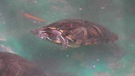 red-eared slider or red-eared terrapin, trachemys scripta elegans floating in cloudy water at daytime, close up handheld motion shot