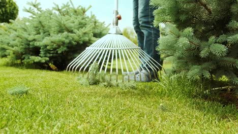 raking process. gardener raking branches of spruce after shearing a blue conifer tree and pine.