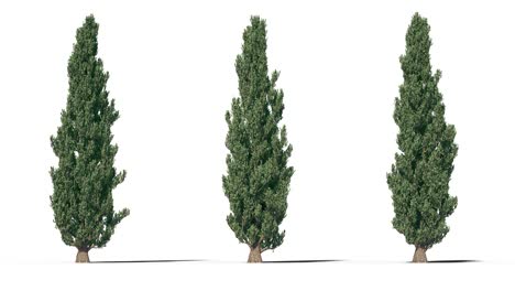 tree on a white background with matte alpha