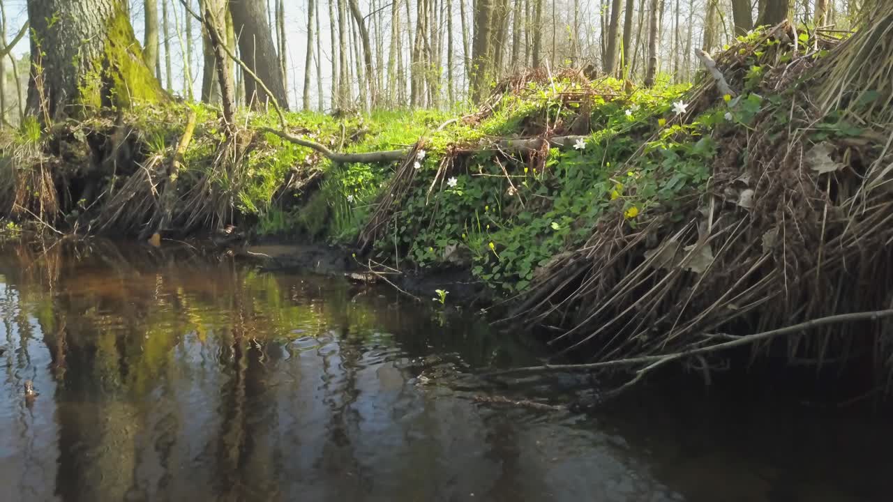 strumień czystej wody na brzegu rzeki w lesie naturalnym