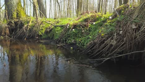 Bach-Mit-Sauberem-Wasser,-Flussufer-Im-Naturwald