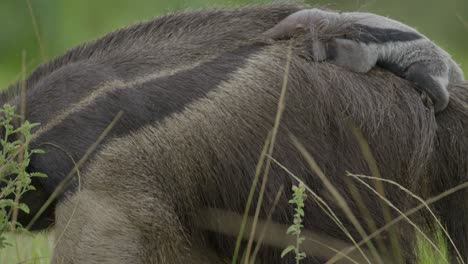 Giant-anteater-mom-closeup-on-its-face-and-reveals-baby-clinging-on-its-back