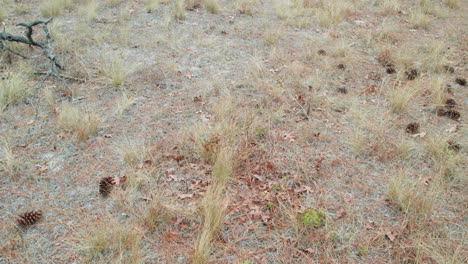 disparo de drones inclinándose en un bosque de pinos de hoja larga en invierno