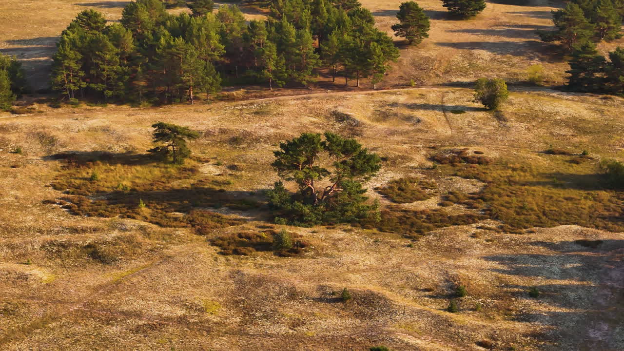 A beautiful pine tree grows peacefully on yellowish land, that is waking up from winter. Pinafores is seen from above