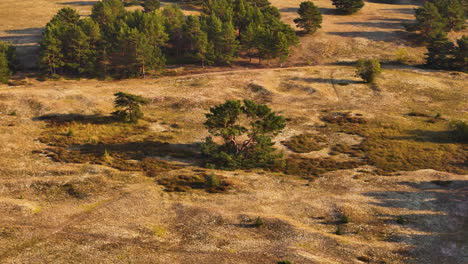 a beautiful pine tree grows peacefully on yellowish land, that is waking up from winter. pinafores is seen from above
