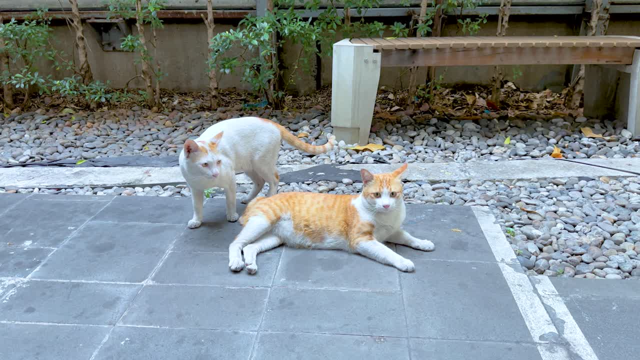 두 마리의 고양이가 보행자 길에서 놀이를 하며 상호 작용하고 있다.