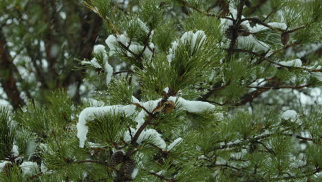 snow falling on and around beach-side,white pine evergreen trees, during a winter day in maine