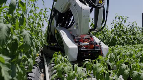 robot harvesting tomatoes in a greenhouse