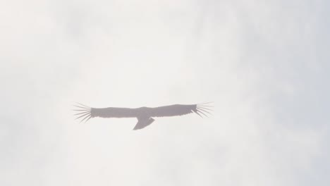 Silhouette-of-a-Andean-Condor-flying-up-in-the-sky-with-sun-behind-the-bird,-dramatic-looking-shot-through-clouds