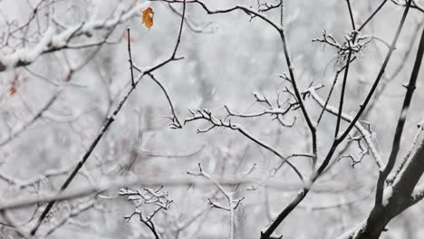 Tree-branches-on-the-background-of-snowfall.-Flakes-of-snow-falling-down-winter-landscape.