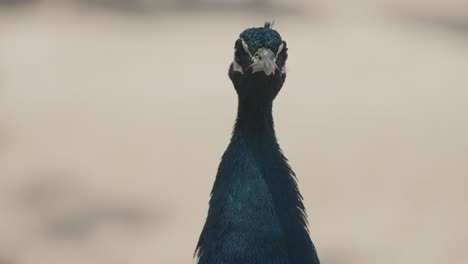 primer plano de pavo real de color azul salvaje mirando alrededor en el desierto a la luz del sol