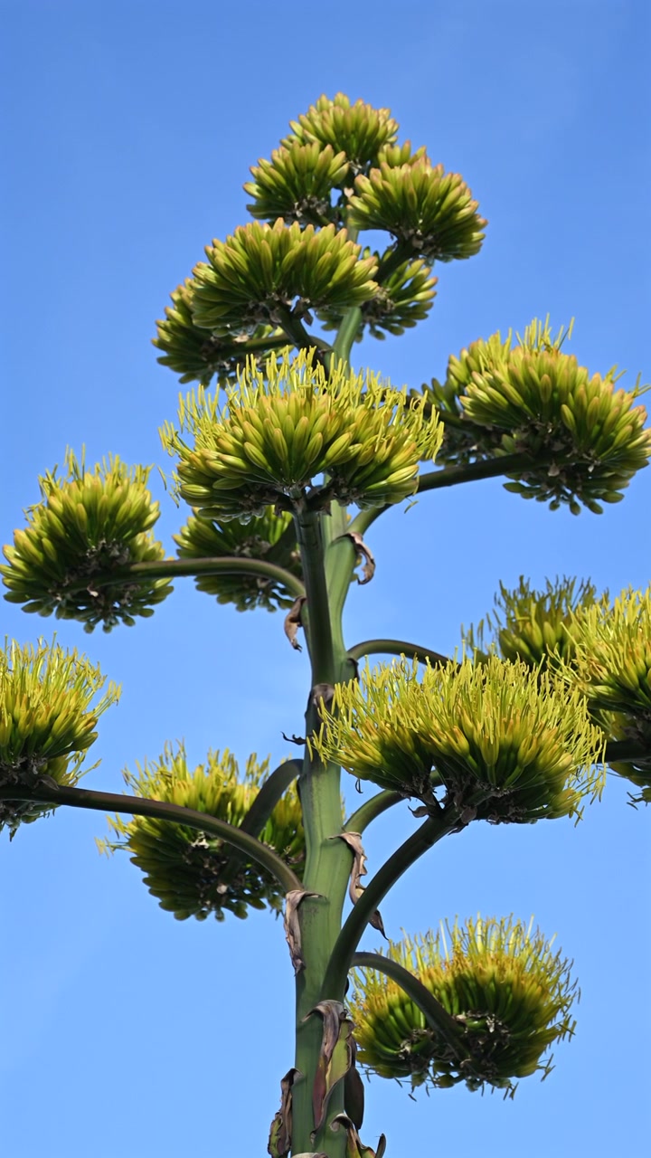 Makrobillede af en agaveblomsterklase, der blomstrer under en klar blå himmel.