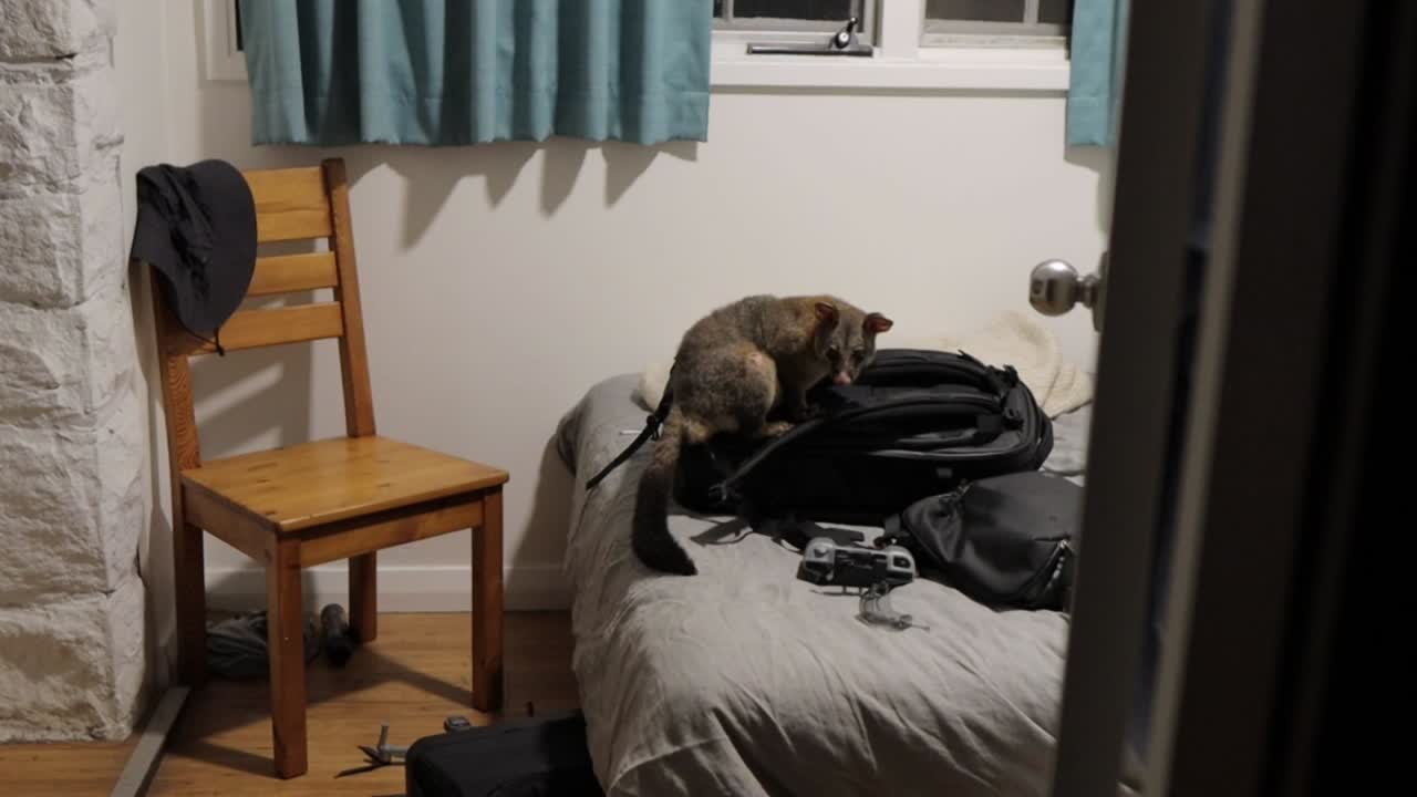 침대에 앉아서 야생동물을 사교화하는 오포섬 재미있는 바이러스