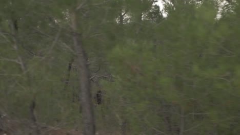 road trip scenic pine forest trees slow motion nature forest