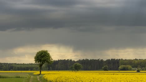 Rayos-De-Sol-En-Movimiento-Entre-Lluvias-Y-Nubes-Que-Se-Mueven-Sobre-Un-Campo-De-Colza