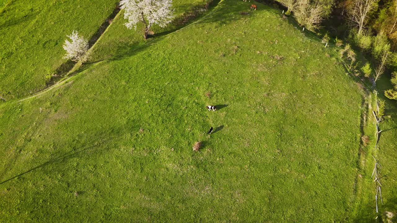 Drone view of Poiana Micului field with cows at sunset