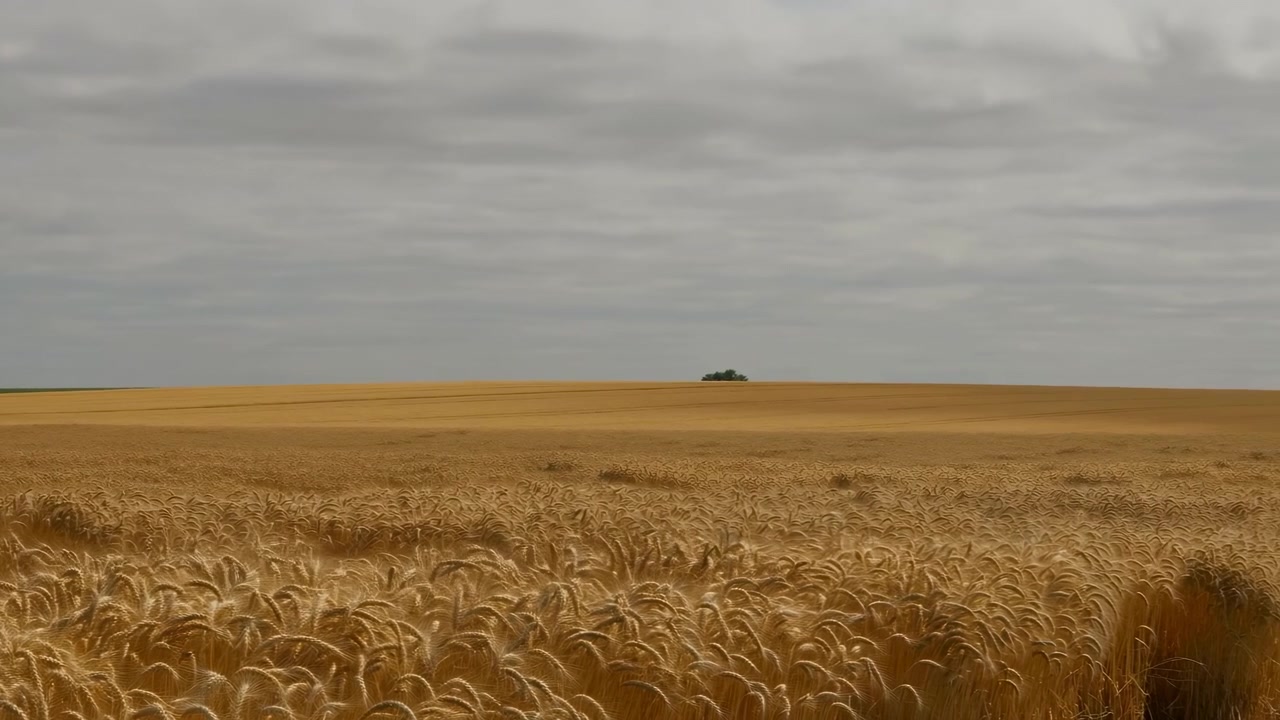 Golden Wheat Field Under Overcast Sky, Rolling Plains With Distant Tree Line, Ripening Grain Swaying In Gentle