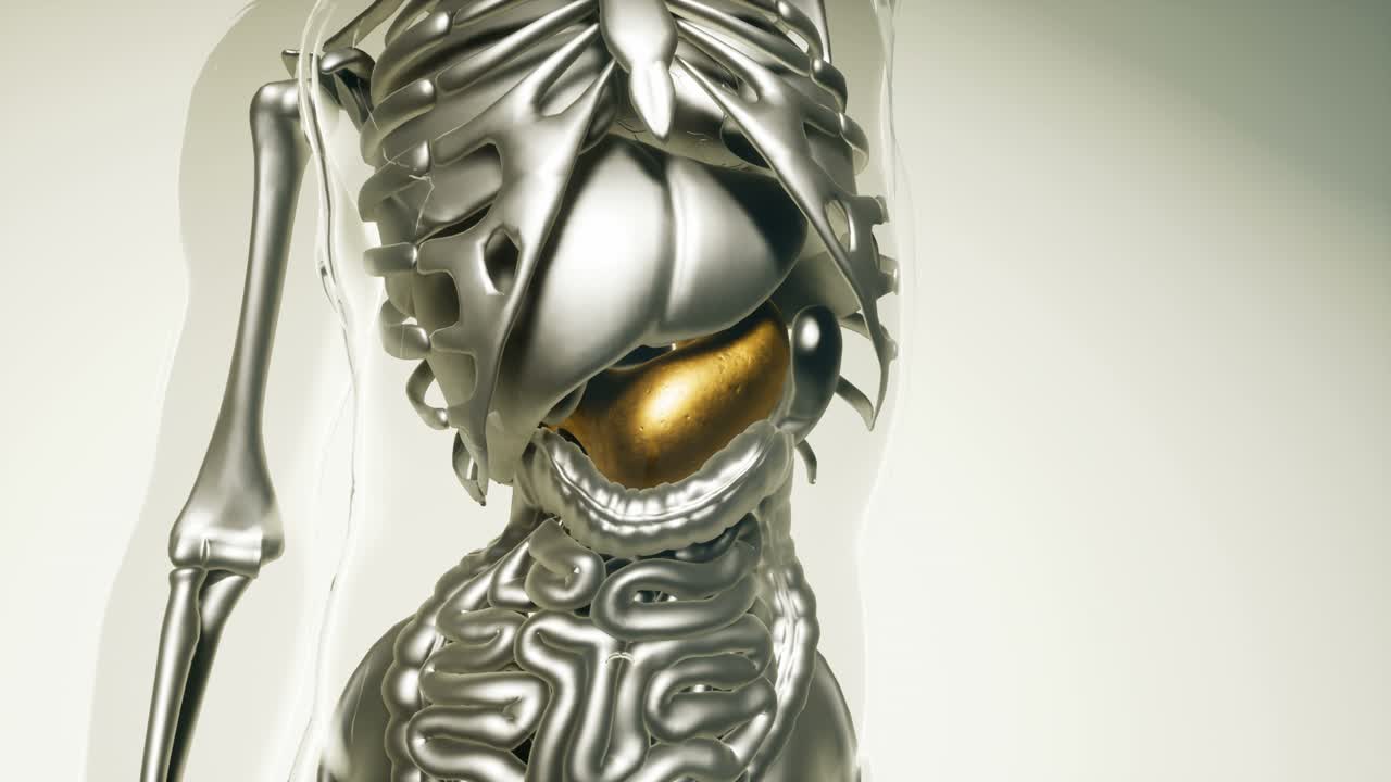 modelo de estómago humano con todos los órganos y huesos